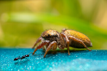 Close up of a jumping spider and ant on a garden hose.