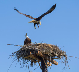 Nesting American Bald Eagle Pair