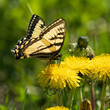 Swallowtail Butterfly on a Dandelion