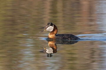 Wall Mural - A Red-necked Grebe in Alaska