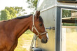 Portrait of a bay brown warmblood horse tied to a horse trailer in summer outdoors. Horse transportation
