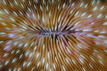 Detail of a colorful mushroom coral, Fungia sp., growing on a coral reef in Indonesia.