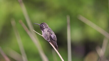 Wall Mural - An Anna's hummingbird perches on the end of a yucca leaf while rain patters down around him, and sings his song to proclaim to other hummingbirds that this is his territory.
