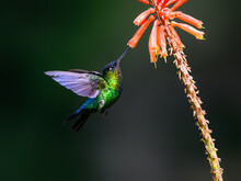 Fiery-throated Hummingbird In Flight Feeding On Orange Flower