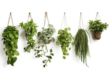 Realistic Stock Photos Of Hanging Plant On White Background Generative AI