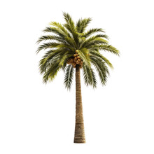 Palm Tree Isolated On A Transparent Background, Generative Ai