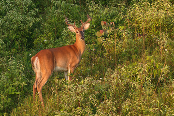 Wall Mural - whitetail buck in velvet in early morning light