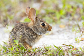 Baby rabbit (probably eastern cottontail) on Lido Key, Florida