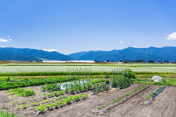 Poster - 初夏の家庭菜園とソバ畑　