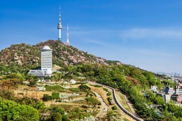 Wall Mural - 서울에 있는 남산의 서울성곽과 서울n타워. 벚꽃이 활짝핀 모습.