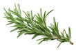 canvas print picture - Rosemary Isolated on Transparent Background - Generative AI
