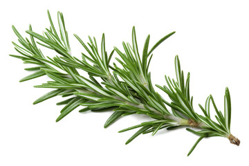 Wall Mural - rosemary isolated on transparent background - generative ai