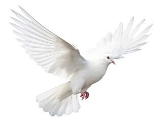 Wall Mural - flying dove isolated on transparent background - generative ai