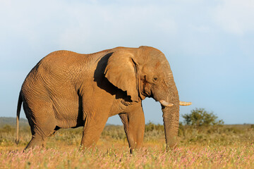 Wall Mural - large african elephant bull (loxodonta africana), etosha national park, namibia.