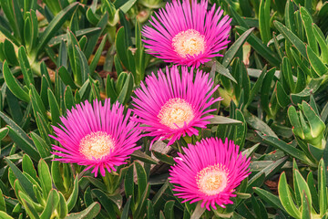 Carpobrotus or pigface flower on a meadow near the sea