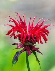 Wall Mural - red flower in the garden