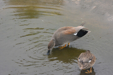 Gadwall, Mareca strepera, male and female in a shallow creek.