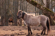 Untamed Majesty: Captivating Portrait of a Wild Horse in the Early Spring in Northern Europe