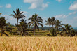 golden ripe rice field, coconut palm trees and blue sky at Jatiluwih, Bali, indonesia