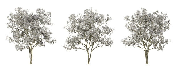 magnolia stellata tree on transparent background, png trees, 3d render illustration.