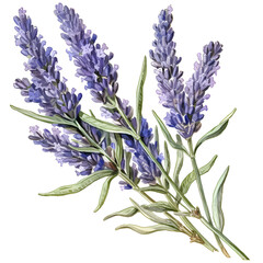 Poster - Lavender flowers on isolated white background, watercolor illustration, hand drawn