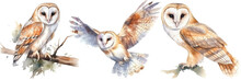 Collection Of Three Watercolour Paintings Of A Barn Owl Isolated On White Background As Transparent PNG, Generative AI Animal Clipart Bundle