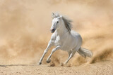 Fototapeta Zwierzęta - White andalusian stallion with long mane