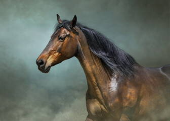 Wall Mural - beautiful bay horse on dust background