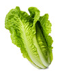 Romaine lettuce isolated on transparent or white background, png