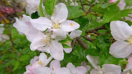 Sticker - Blooming of apple tree with morning dew. Marvelous spring scene of apple garden in May. Beautiful floral background. White flowers waving on the wind. 4K video (Ultra High Definition).