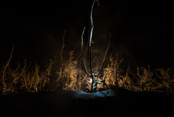 Wall Mural - spooky dark landscape showing silhouettes of trees in the swamp on misty night.