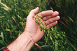 Farmer examining common oat (Avena Sativa) unripe crops in field, closeup of hand touching plant
