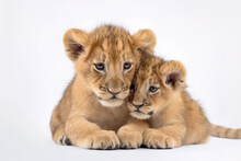 Image of two baby lions cubs cuddle together on white background. Wildlife Animals. Illustration, Generative AI.