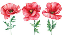 Red Poppies. Summer Flowers, Floral Set Elements. Watercolor Hand Drawn Illustration Isolated On White Background.