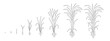 Rice plant growing cycle. Growing stages. Harvest progression. Editable outline stroke. Vector line.