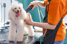 A Groomer Cuts The Hair Of A Poodle Dog With A Trimmer