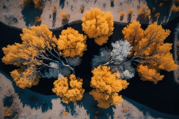 Wall Mural - yellow and brown trees seen from above.