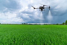 Agriculture Drone Flying Above Green Rice Fields To Spraying Fertilizer And Pesticide Farmland Agricultural Smart Farm Business Concept With Blue Cloud Sky Background.