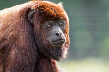 close-up adult red howler monkey