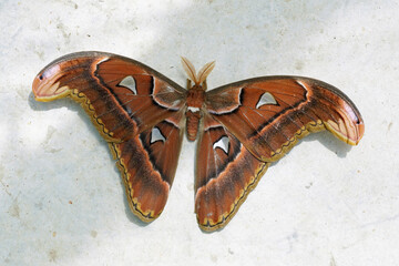 Wall Mural - atlas moth, male specimen