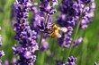 Bright honey bee with wing movement on lavender