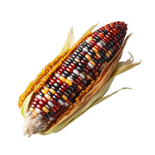 Ornamental Corn Isolated