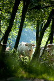 Fototapeta  - Krowa, biała krowa, krowy na pastwisku
