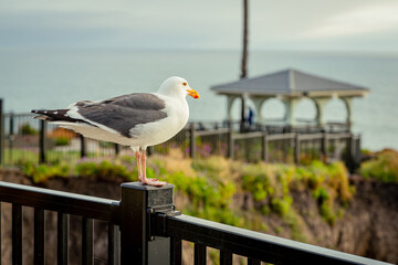 Wall Mural - Seagull on the fence. Gull is sitting on the railing of the fence. Seagull sits on a fence near a cliff, against the backdrop of the ocean. Natural habitat of seagulls, close up