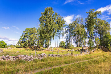 Wall Mural - Dirt road by a stone wall in the countryside at a  birch grove