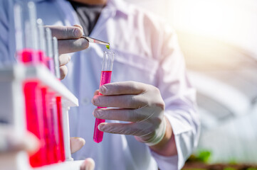 agriculture, nature, growth, science, researcher, eco, chemical, laboratory, farming, organic. hands of researcher hold a test tube for check result research and testing biotechnology to harvest.