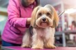 Professional pet groomer as she delicately trims the fur of a fluffy dog at a grooming salon. Generative AI
