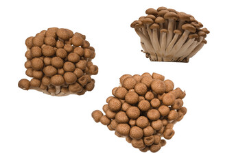 Wall Mural - Raw beech mushrooms isolated on white background.