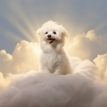 Happy Fluffy White Dog Sitting On A Heavenly Cloud, Made With Generative Ai