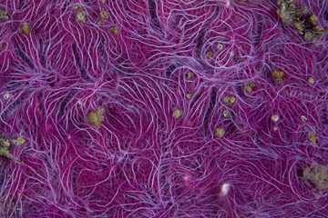 detail of a purple encrusting sponge growing on a coral reef in komodo national park, indonesia.